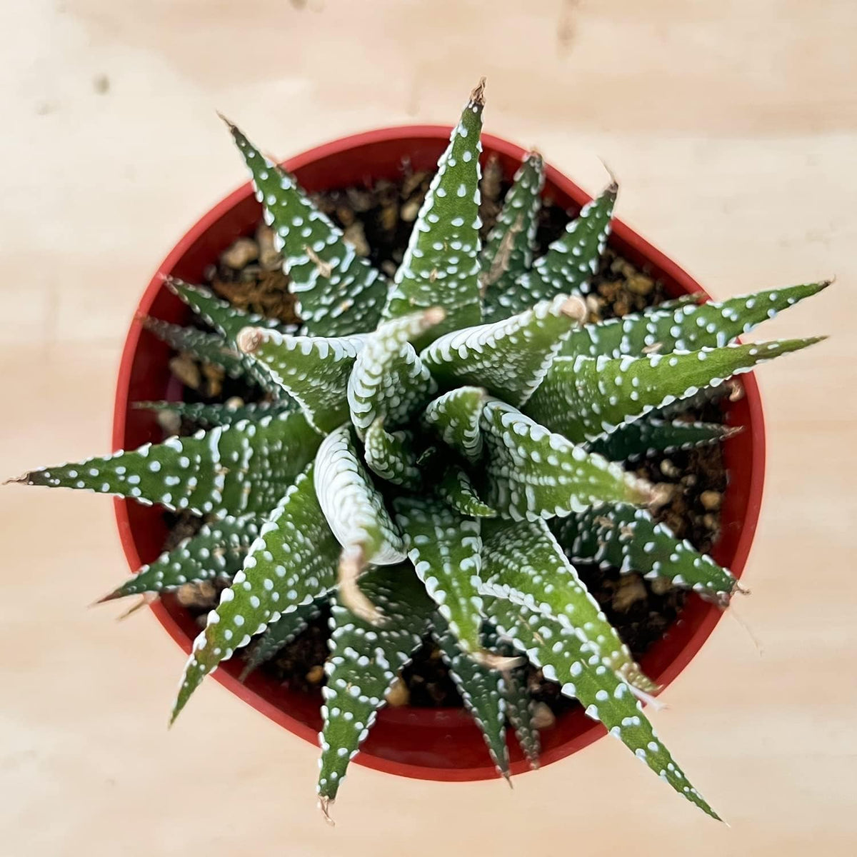 Sprout N Green Haworthiopsis fasciata 'Big Band', Live Succulent Fully Rooted in 4" Pots, Rare House Plant for Home Office Indoor Outdoor Wedding Decoration, DIY Projects, Party Favor