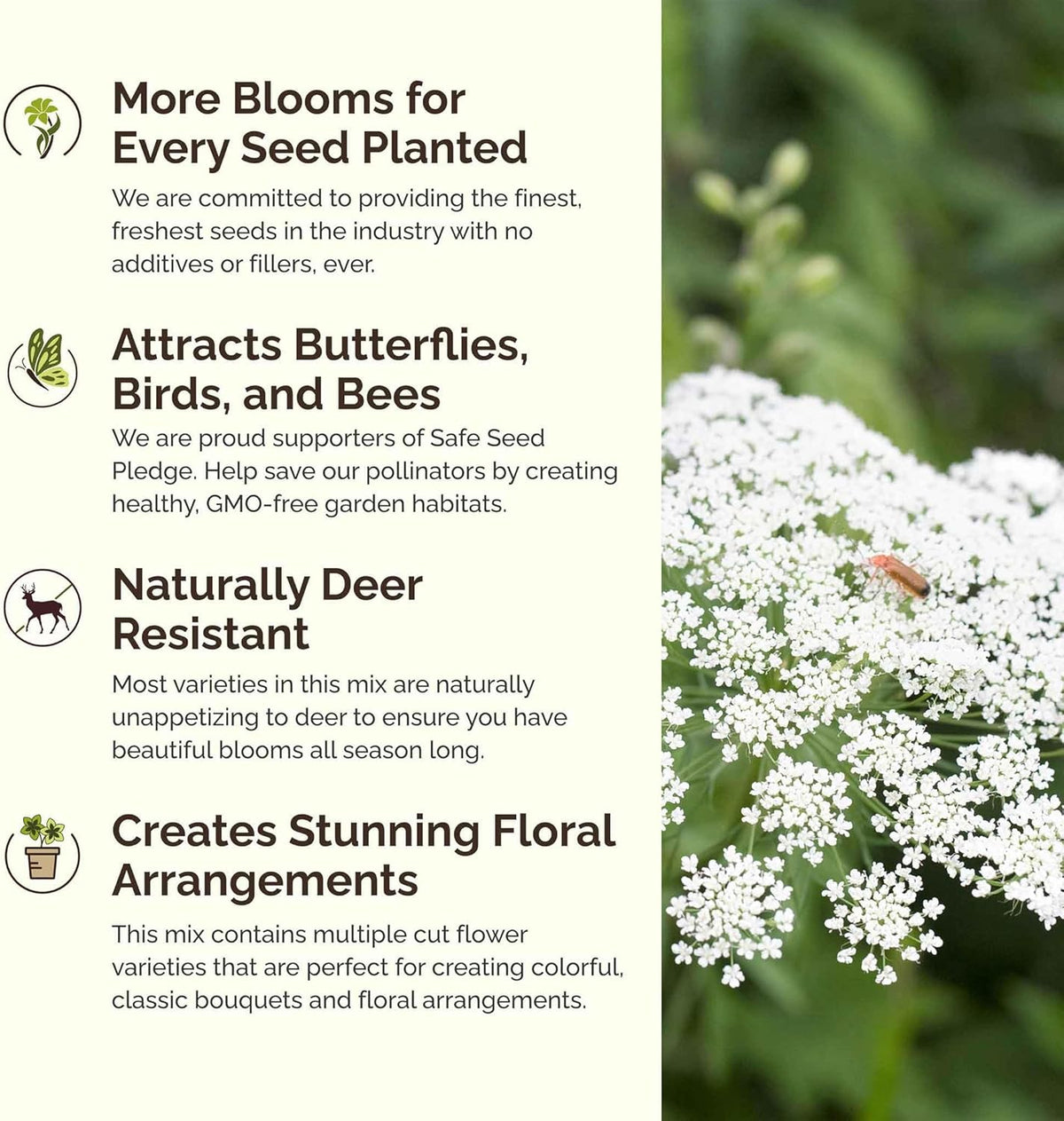 Eden Brothers Moon Garden Flower Mixed Seeds for Planting, 1 oz, 30,000+ Seeds with Cosmos Purity, Bishop's Flower | Attracts Pollinators, Plant in Spring or Fall, Zones 3, 4, 5, 6, 7, 8, 9, 10