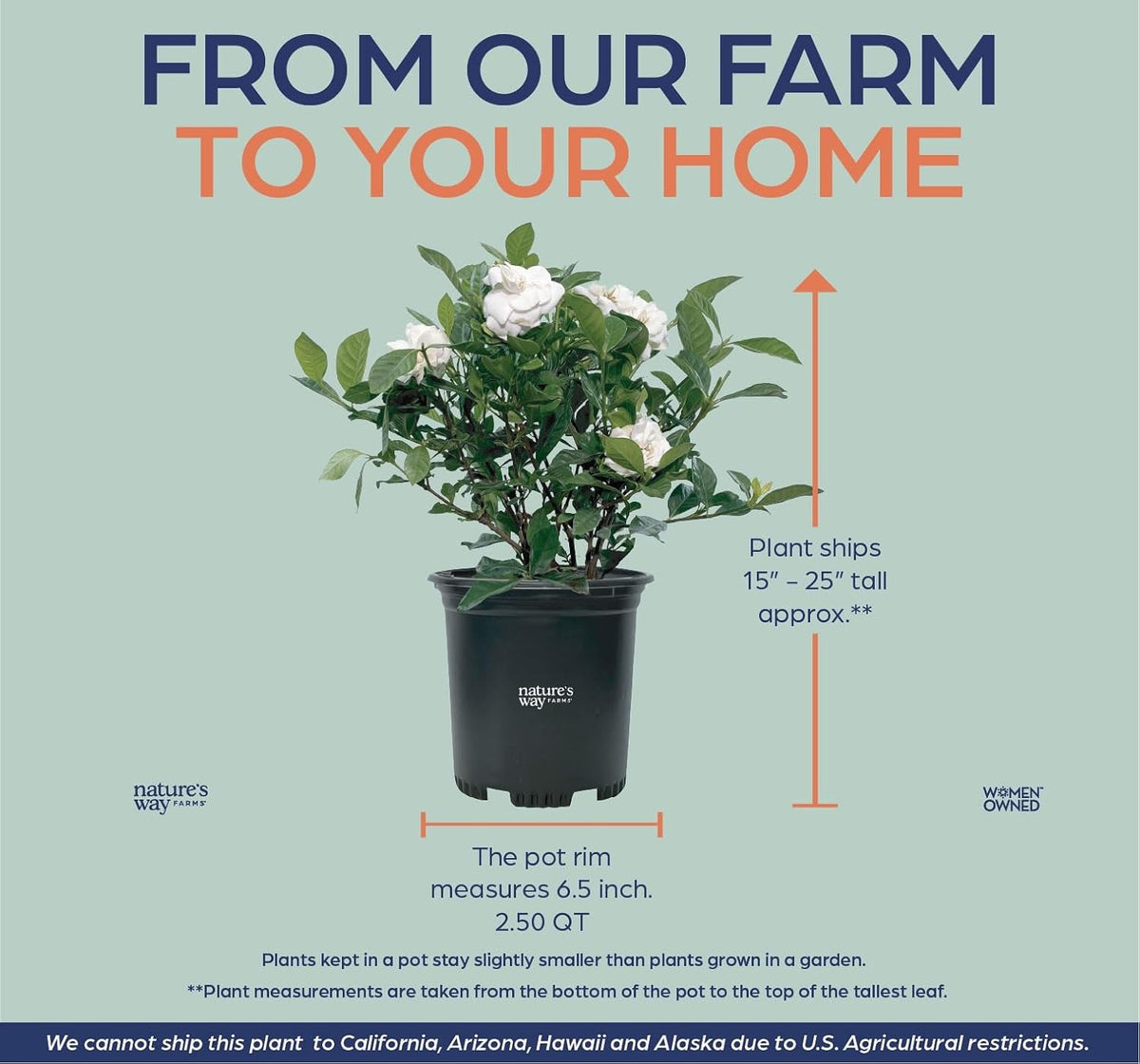 Nature’s Way Farms Gardenia Veitchii Fragrant Flowering Shrub (12-18in Tall) in Grower Pot