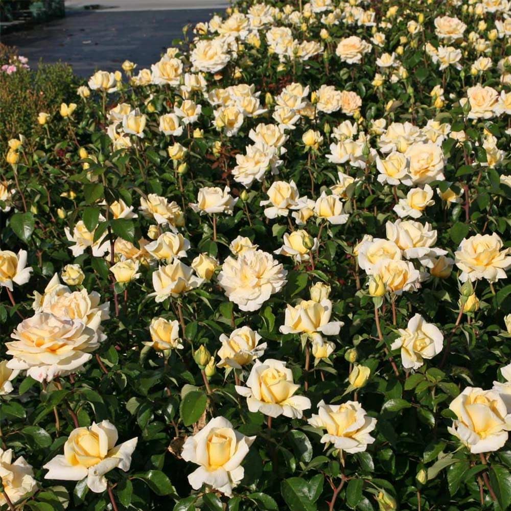 Heirloom Roses Hybrid Tea Rose Bush - Eleganza® Winter Sun Live Yellow Plant for Outdoor Planting