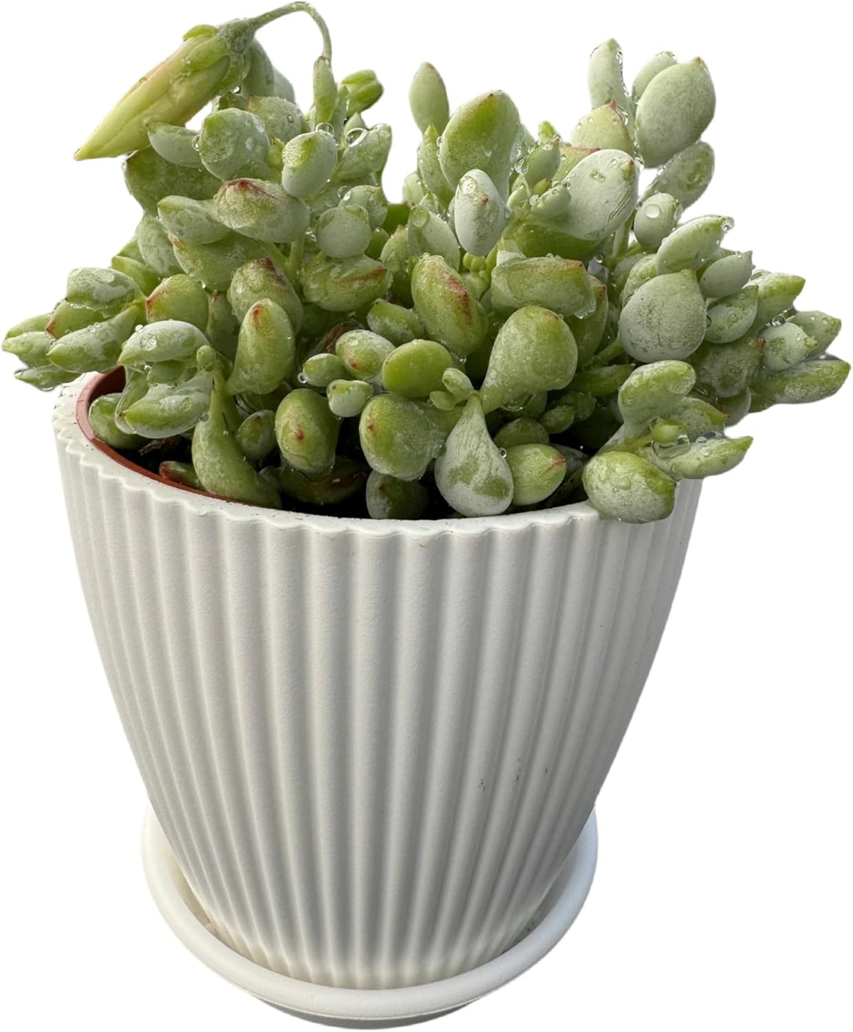 4" Cotyledon Pendens in White Stripe Pot, Live Succulent Rare House Plant for Home Office Wedding Indoor Outdoor Decoration, DIY Projects, Party Favor