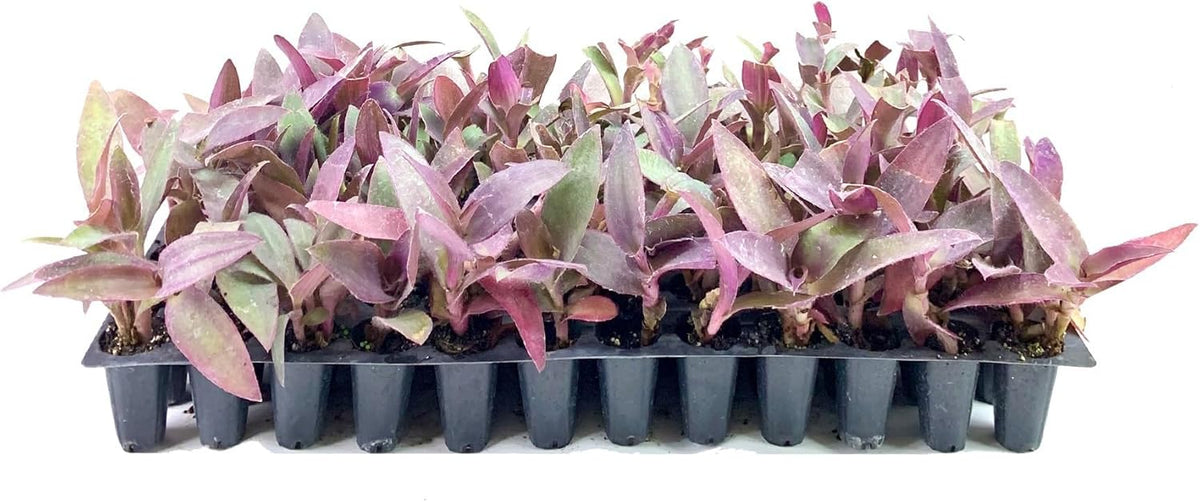 Purple Queen Tradescantia Setcresea I 40 Live Plants I Spiderwort | Lush Magenta Foliage for Striking Garden Contrast, Ideal for Ground Cover, Borders, & Containers