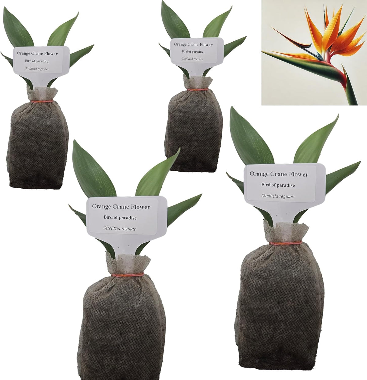 Bird of Paradise - Orange - Strelitzia Reginae. (4 Orange BoP in Sac)