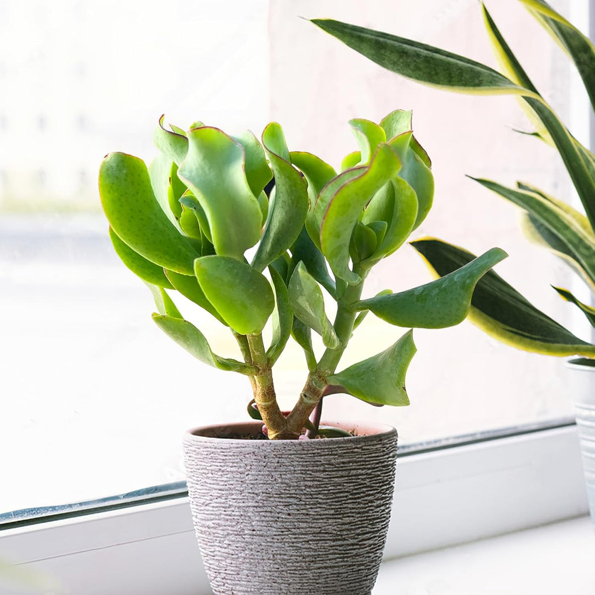Ripple Jade with White Stripe Pot, Live Crassula Arborescens Undulatifolia, Rare Cute Succulent Plant in 4" Planter, Home Office Décor