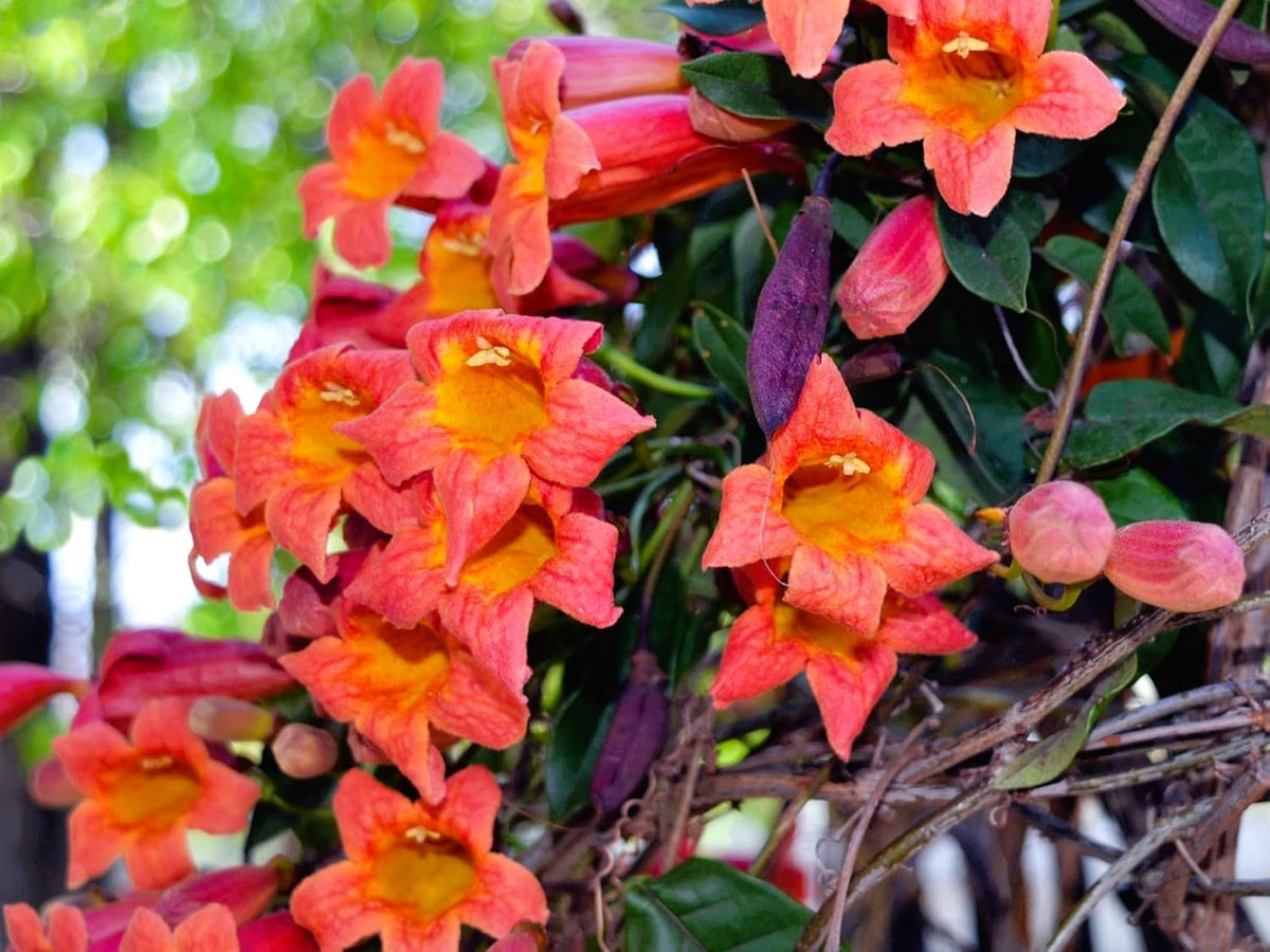 Greenwood Nursery: Live Perennial Plants - Tangerine Beauty Vine + Bignonia Capreolata - [Qty: 10x Pint Pots] - (Click for Other Available Plants/Quantities)