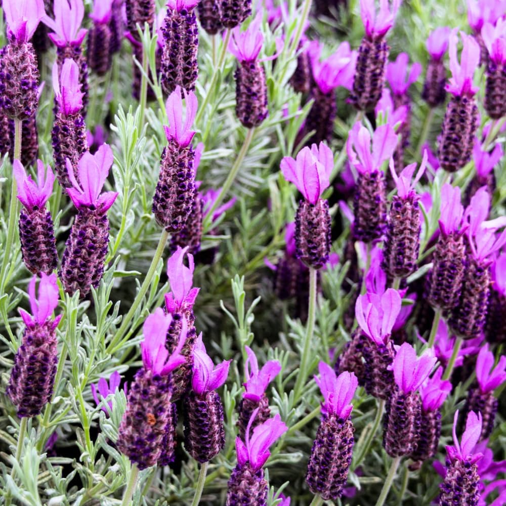1 Pot Lavender Plant Live, Lavandula Perennial Flower Plant Indoor Outdoor, Well Rooted Plugs 3 to 5 Inch Tall to Grow (French Lavender)
