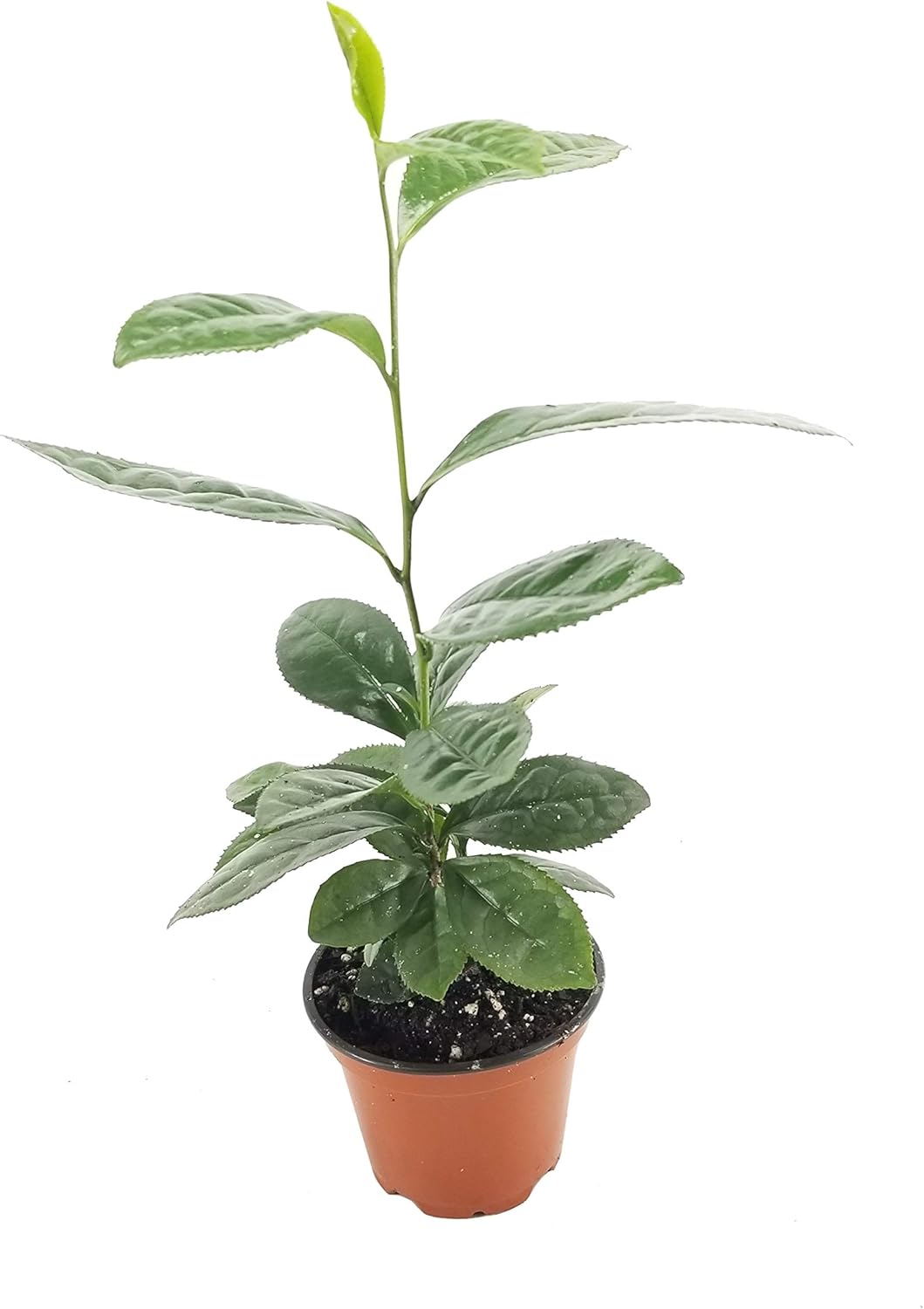 Camellia Sinensis - 4 Inch Container - Large & Beautiful Live Tea Plant - Brew Your Own Black, White, Green & Oolong Tea