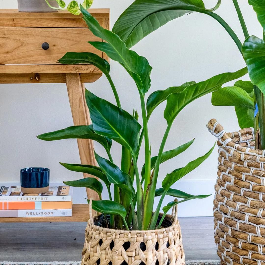 Bird of Paradise - White + Orange - Strelitzia. (2 White + 2 Orange BoP Sacs)