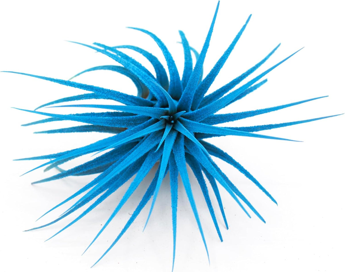 Live Extra Large Tillandsia Ionantha Guatemala Colorful Air Plant 3+ inch Enhanced Color Easy Care Indoor Outdoor Home Decor Gift Airplant by Awesome Industries (Light Blue XL)