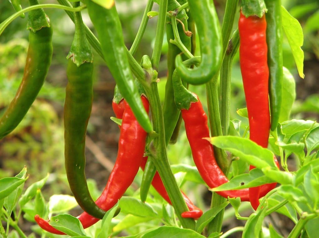 Clovers Garden Thai Gong Bao Dragon Hot Pepper Plants-Two (2) Live Plants – Non-GMO - Not Seeds – Each 4"-8" Tall in 4 Inch Pots -50K to 100K SHU, Edible Ornamental