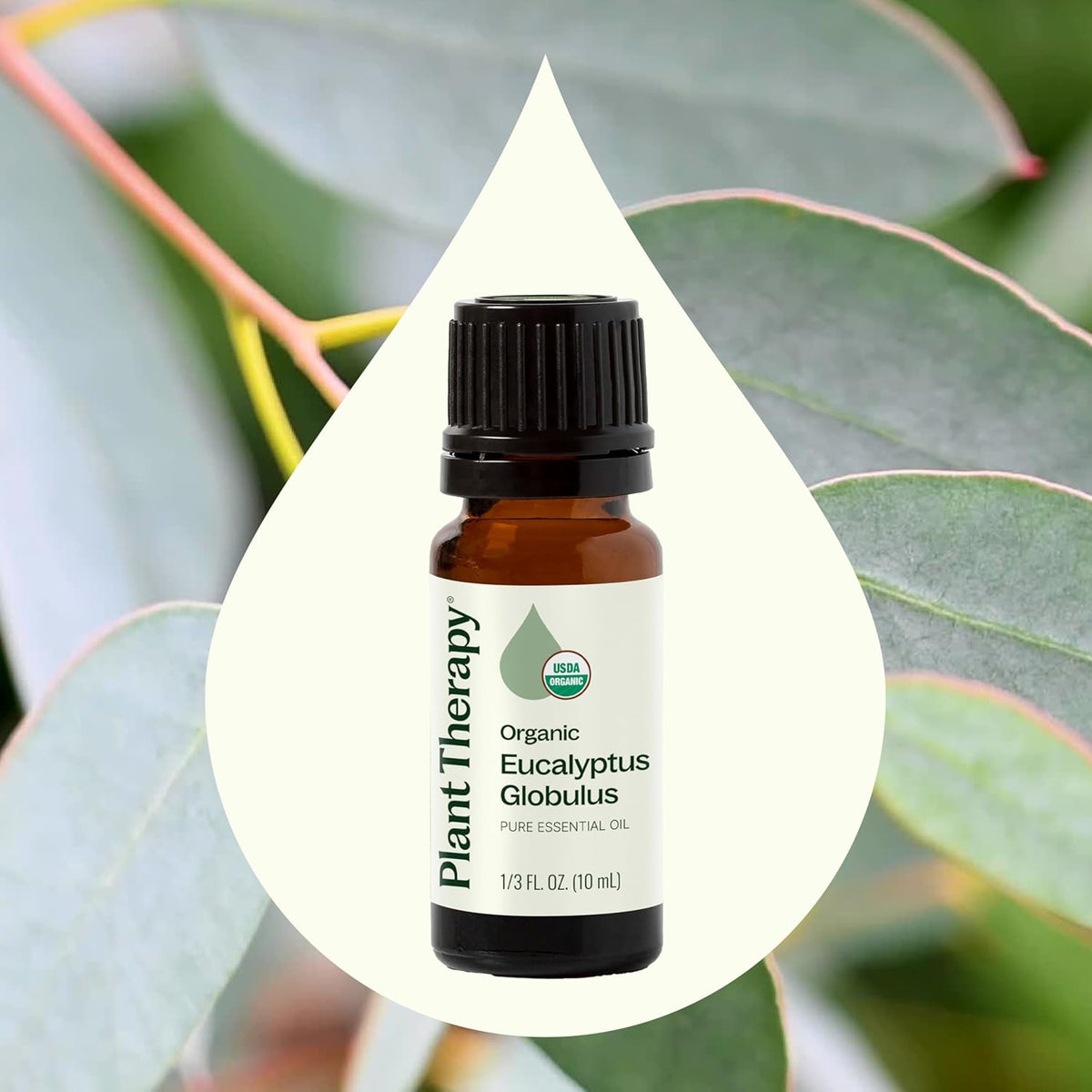 Plant Therapy Organic Eucalyptus Globulus Essential Oil 100% Pure, USDA Certified Organic, Undiluted, Natural Aromatherapy, Therapeutic Grade 10 mL (1/3 oz)