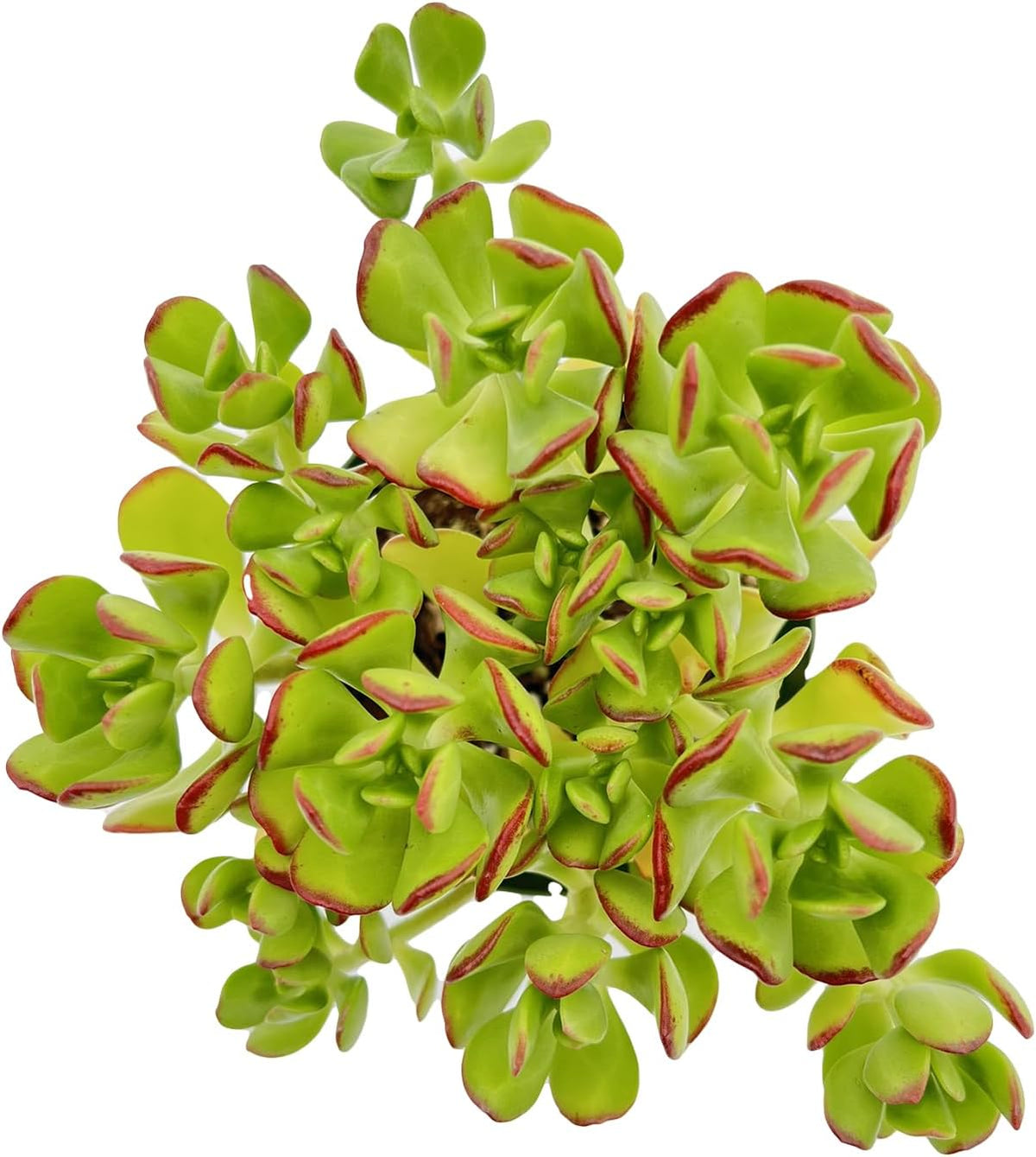Sprout N Green Sedum dendroideum | Tree Stonecropin 4 inch Starter Pot, Rare Live Succulent Plant Fully Rooted, Home Office Indoor Outdoor Wedding Decoration DIY Projects Party Favor