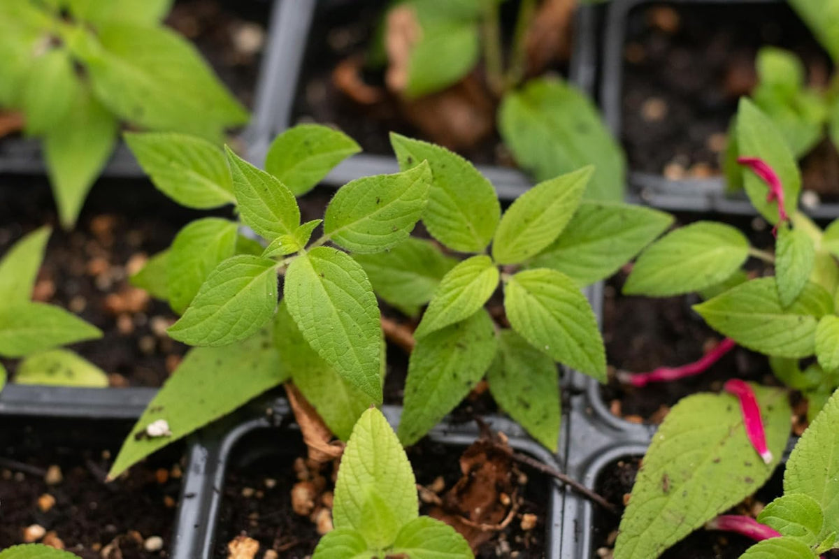 Organic Pineapple Sage Plant (Salvia elegans) in 2.5 inch Pot - Attracts Butterflies and Hummingbirds