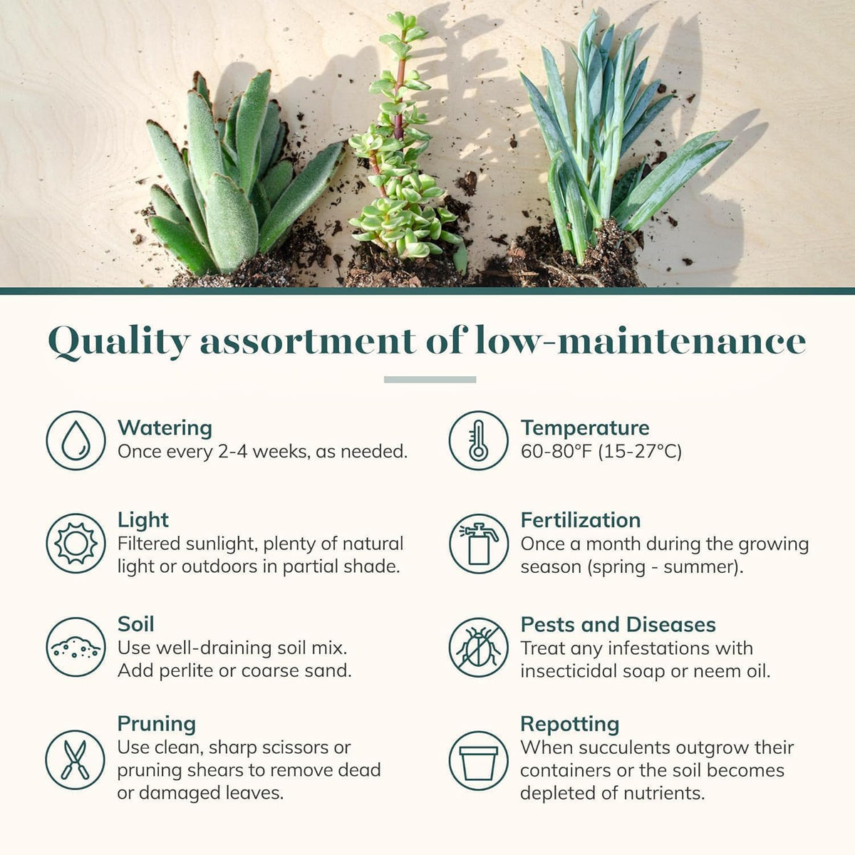 Shop Succulents Mixed Succulent Plant Pack 2" Grow Pot Pack of 100