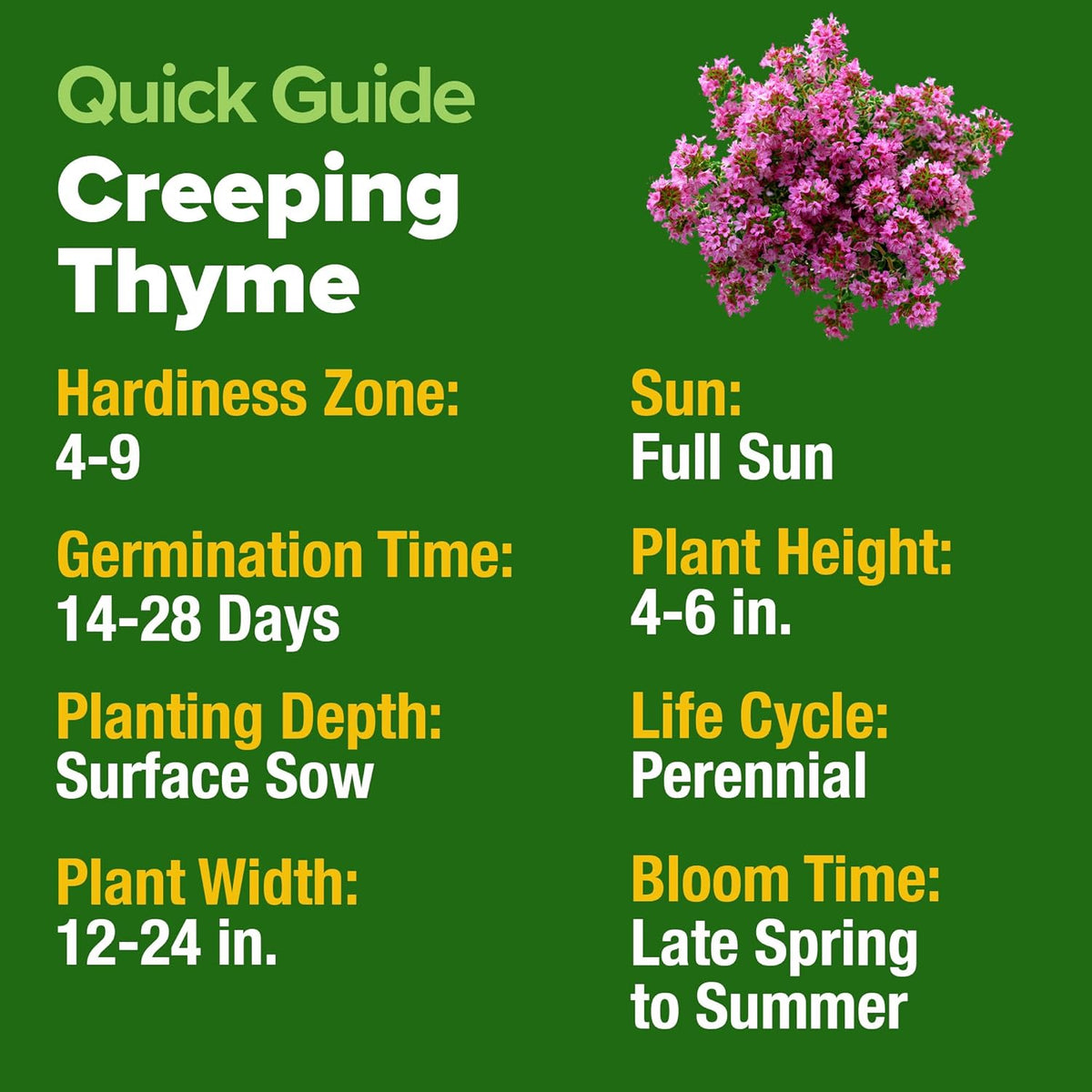 Home Grown Purple Creeping Thyme Seeds – Non-GMO Ground Cover Flowers – 22000+ Edible Herb Seeds for Planting Lawns & Paths – 3g Perennial Thymus serpyllum