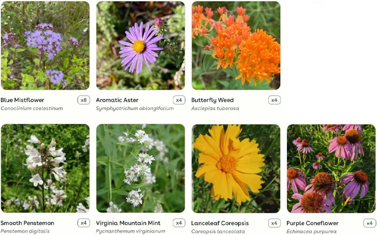 32 Live Outdoor Native Plants for Full Sun from My Home Park – Includes Aromatic Aster, Blue Mistflower, Lanceleaf Coreopsis, Mountain Mint & Purple Coneflower – Not Seeds – Easy to Grow Perennials