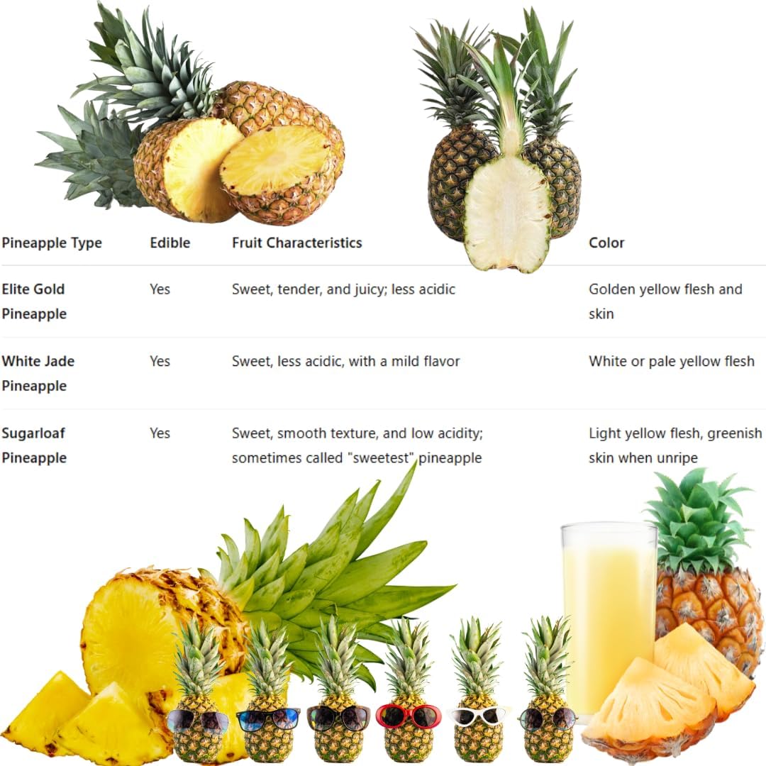 Pineapple Plant Live, Sugarloaf Pineapple Tree Shrub Bush, Starter Plant 4-7 Inches Tall, Outdoor Growing, No Pot, Sweet Flavor