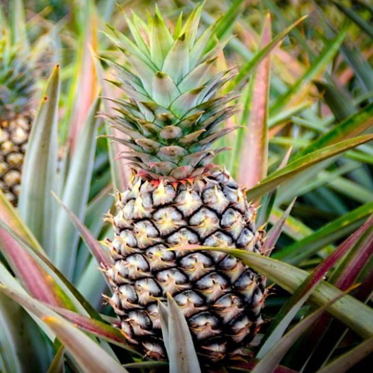2 Sugarloaf Pineapple Plants Live, 5-9 Inc Tall, Pineapple Fruit Trees Live Plants, Pineapple Seedlings