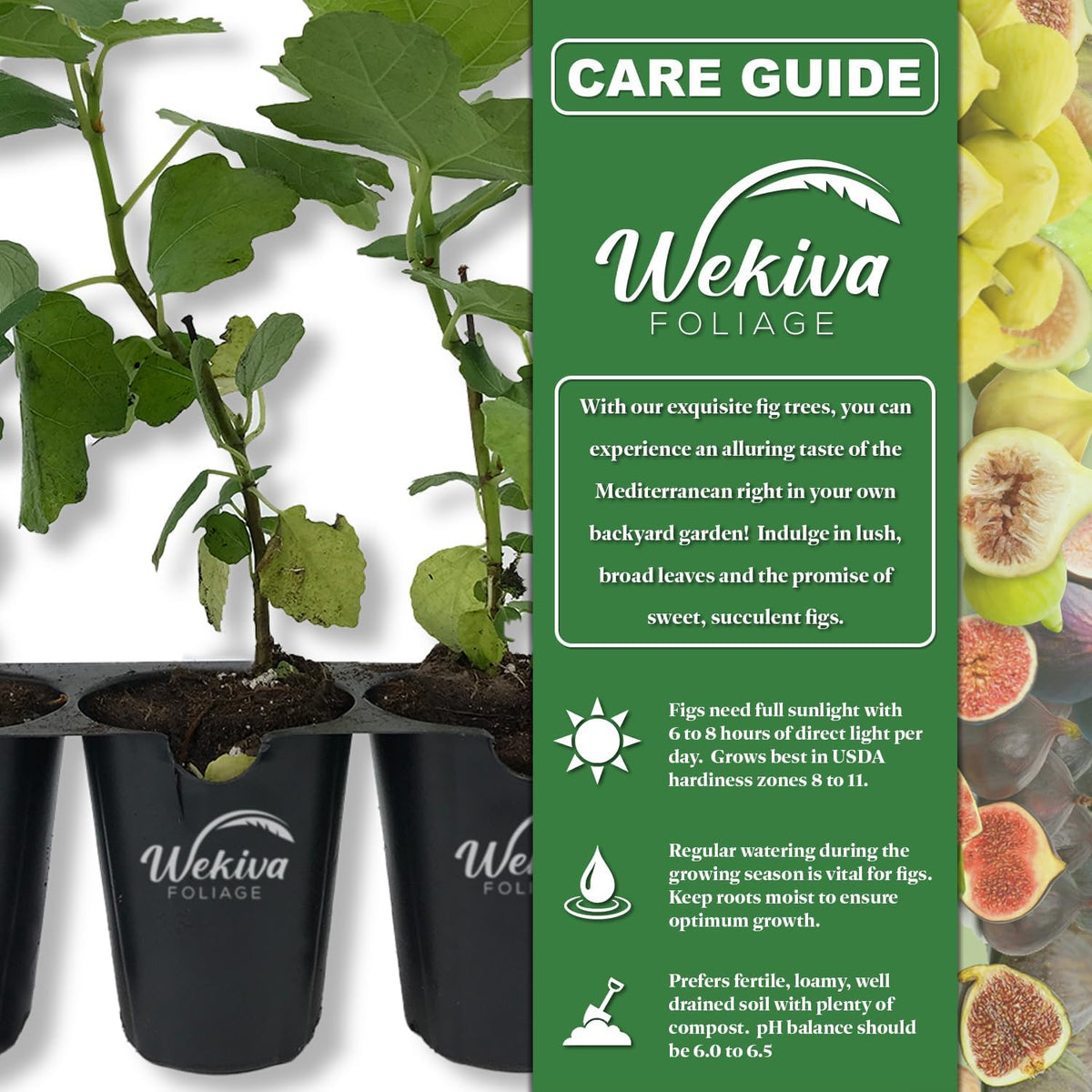 Olympian Fig Tree - 4 Live Starter Plants - Ficus Carica - Edible Fruit Tree for The Patio and Garden