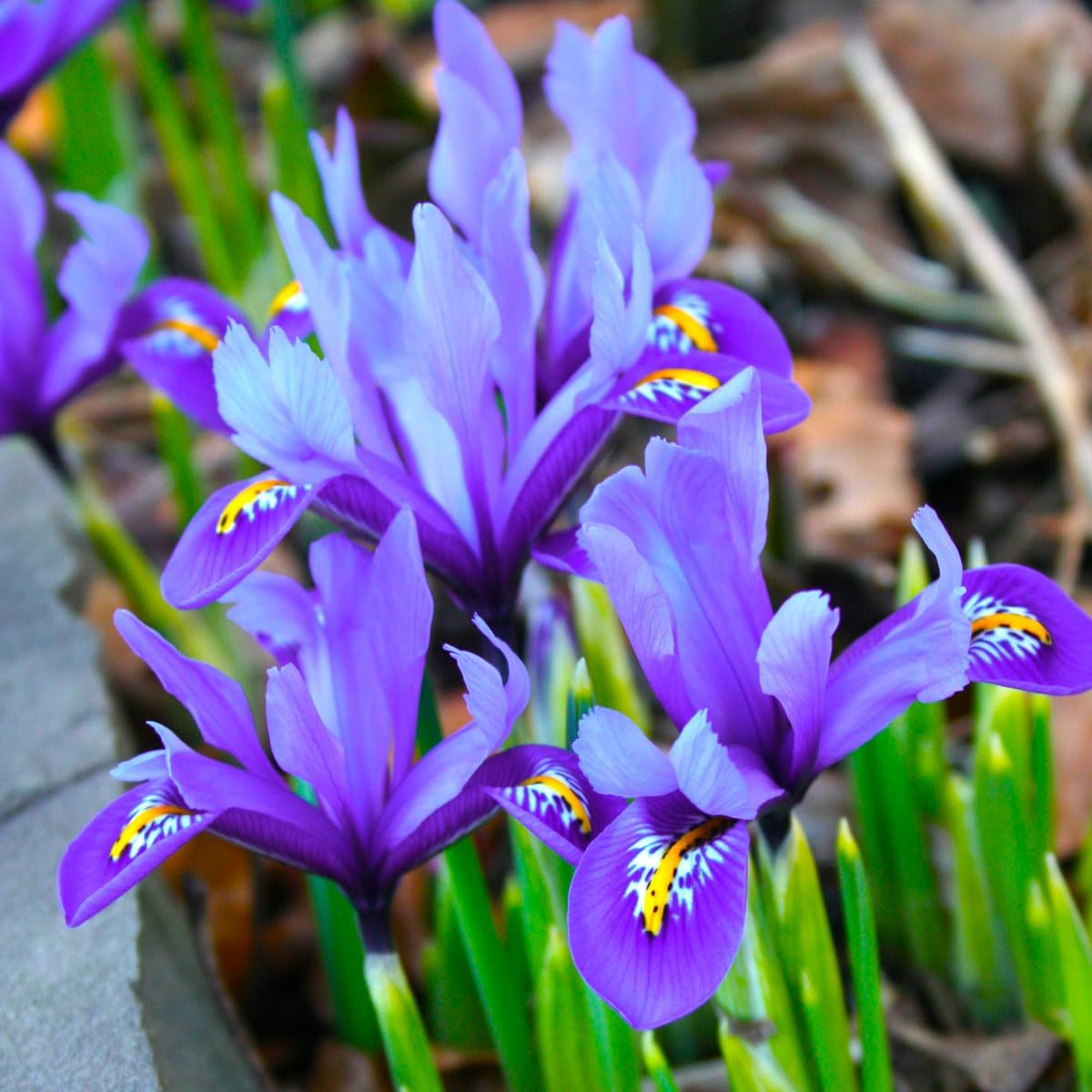 Wild Iris (Iris missouriensis) Seeds | 400+ Non-GMO Wildflower Seeds for Pollinators, Perennial Flowers for Meadows, Gardens