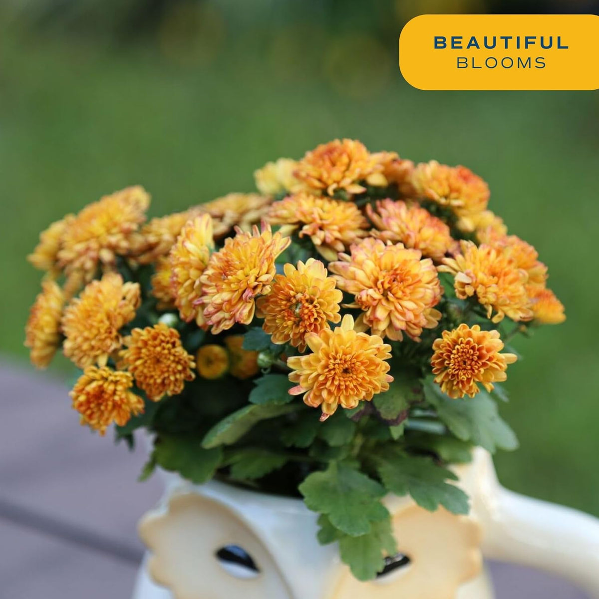 Costa Farms Chrysanthemum, Mums Ships in Bud Form, Bloom Porch and Patio Ready Bushel Basket, 3-QT, Orange