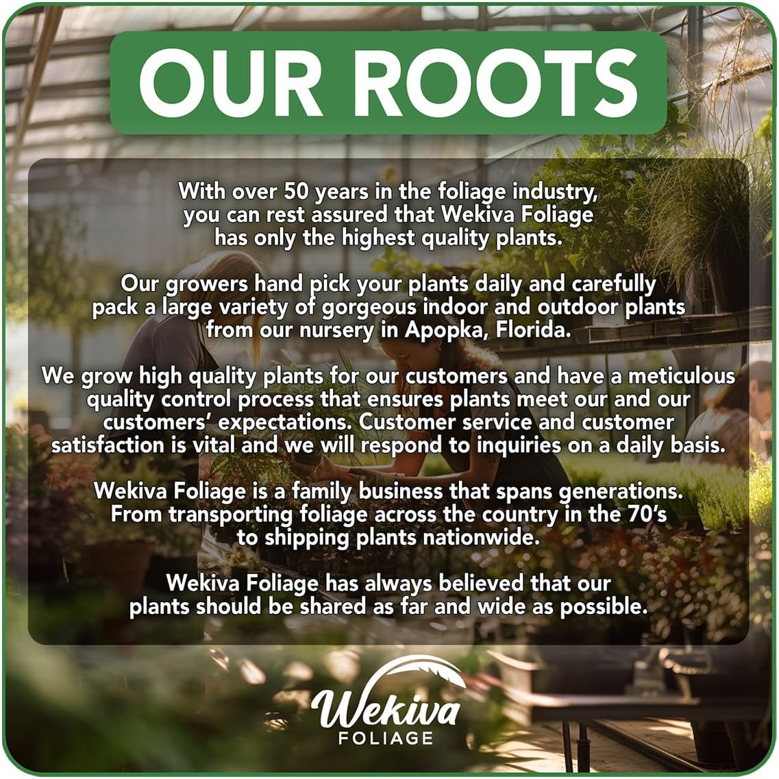 Olympian Fig Tree - 4 Live Starter Plants - Ficus Carica - Edible Fruit Tree for The Patio and Garden