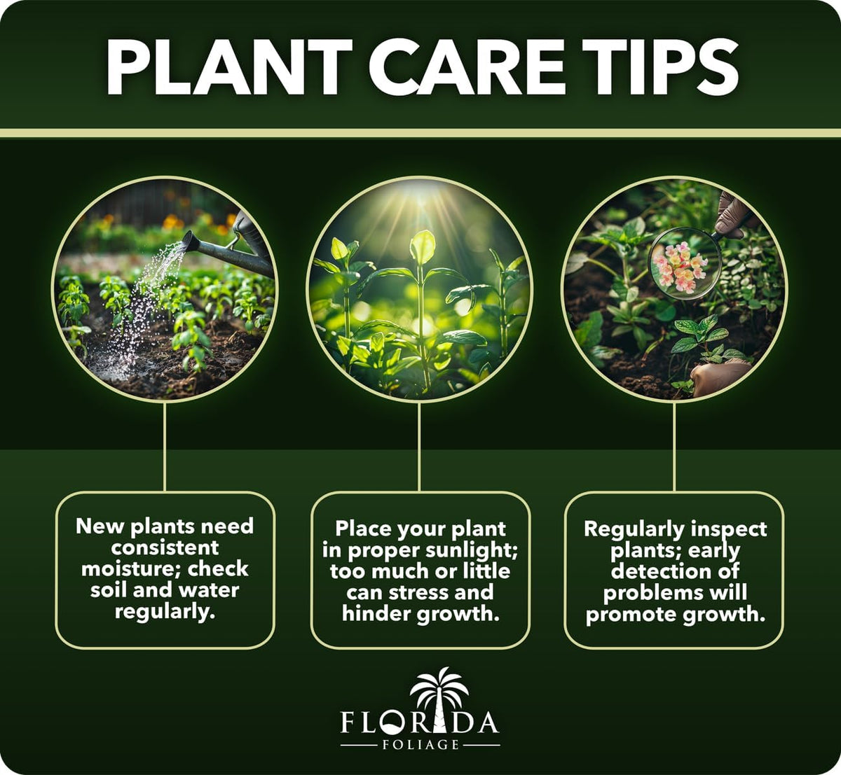 Texas Sage | 20 Live Plants | Leucophyllum frutescens | Drought-Tolerant Shrub for Landscaping | Hardy Evergreen with Silver Foliage and Purple Blooms