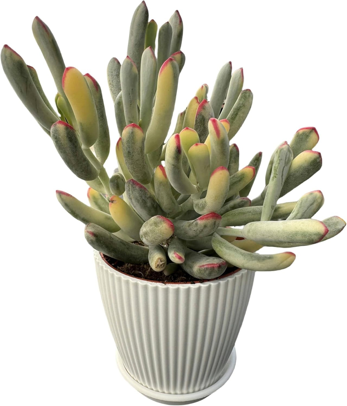 Cotyledon Orbiculata cv. Long Leaf Variegated Succulent with White Stripe Pot, Rare Live Succulent Plant, Home Office Indoor Outdoor Wedding Decoration DIY Projects Party Favor