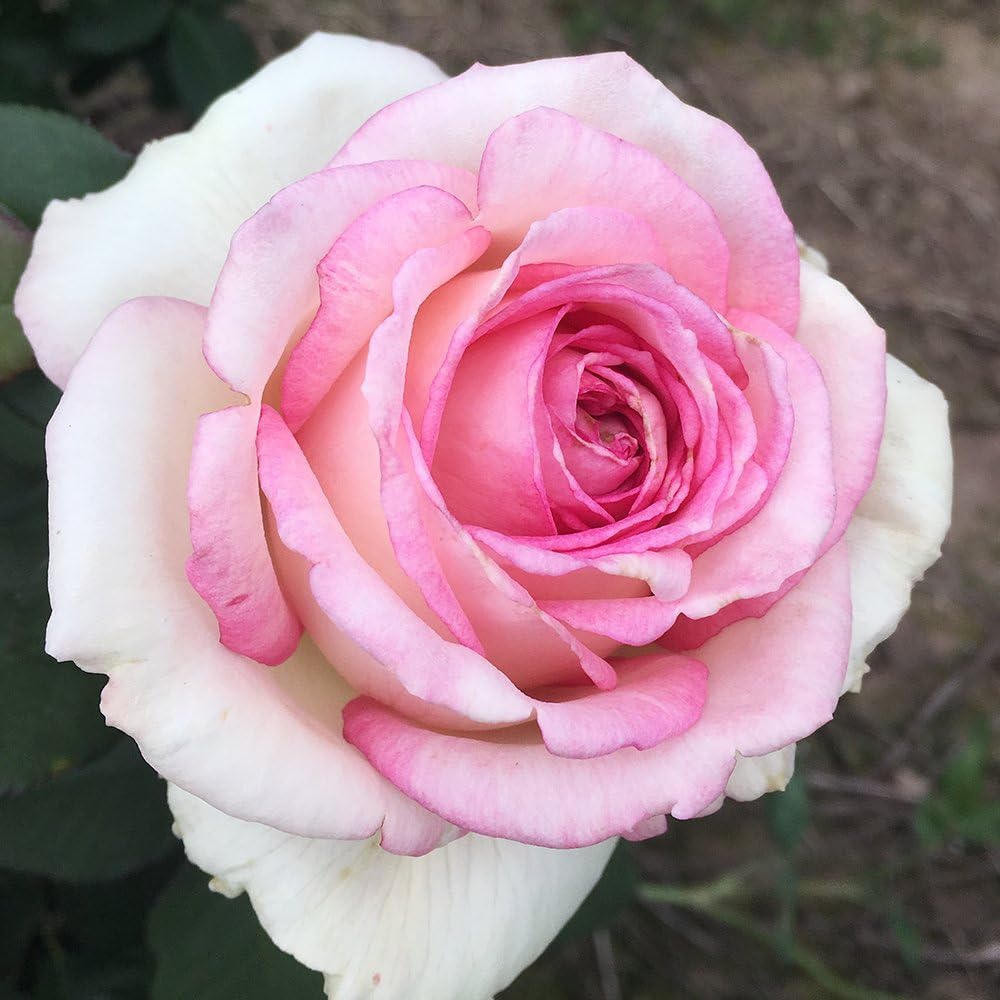Heirloom Roses Rose Plant - Eleganza® Pink Enchantment® Pink Rose Bush, Hybrid Tea Live Plant for Planting Outdoors