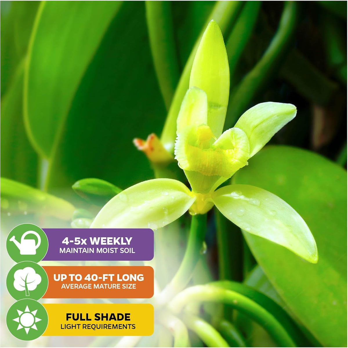Vanilla Bean Orchid Live Plant (2-Pack) - Vanilla planifolia by Wellspring Gardens - Fragrant Vanilla Beans, Versatile Vine, Tropical Elegance, Aromatic Treasure - Vanilla Bean Starter Plant