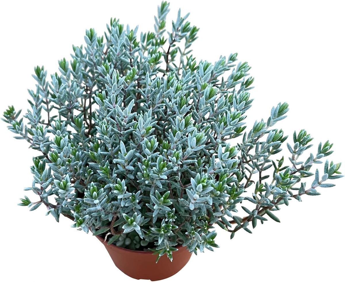 Sprout N Green Crassula 'Bonzai' Pruinosa Plant with 4 inch Starter Pot, Rare Live Succulent Plant Fully Rooted, Home Office Indoor Outdoor Wedding Decoration DIY Projects Party Favor