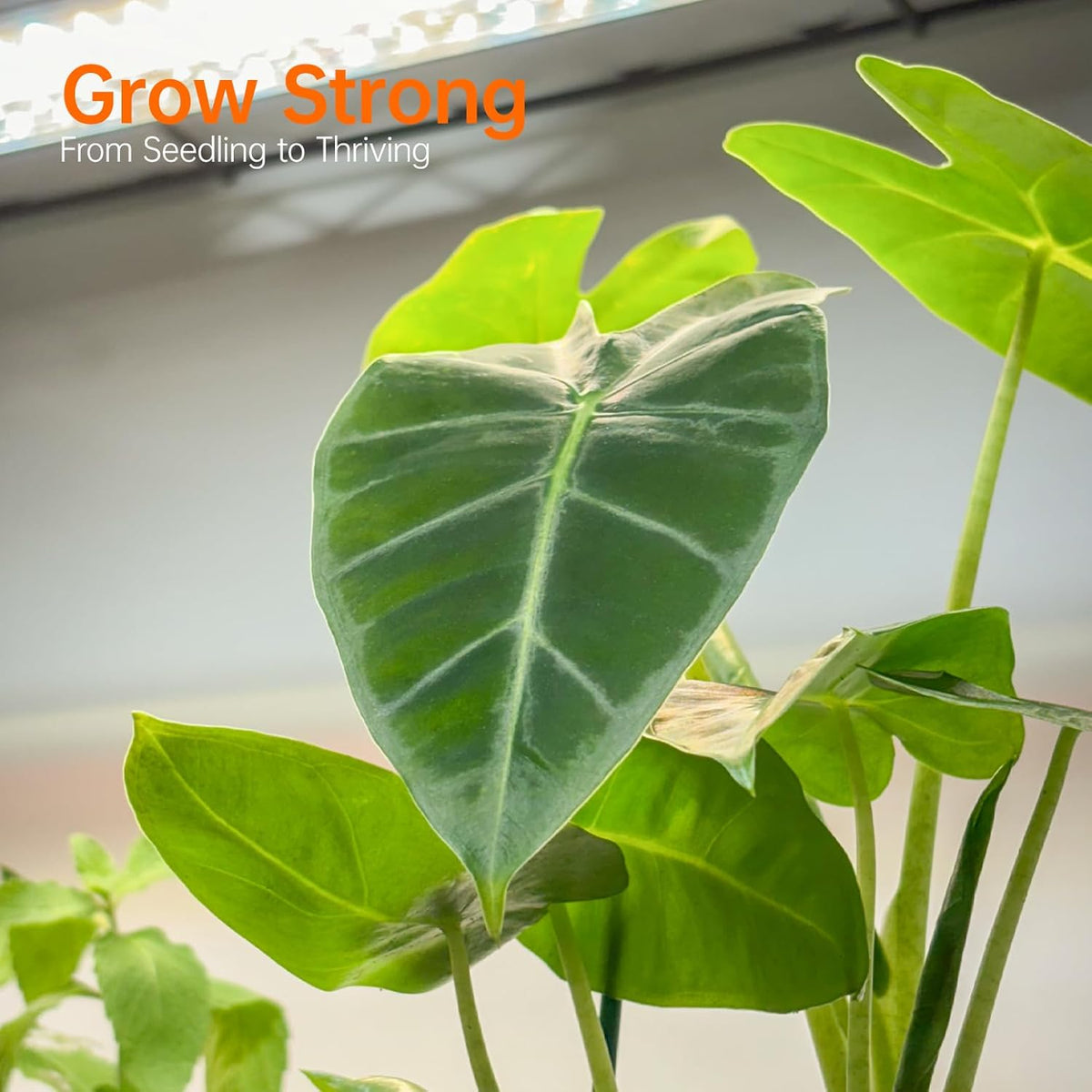 Indoor Greenhouse with Grow Light, Mini Green House with 5 Pack T8 Full Spectrum Plant Lights, Plant Shelf with Tent for Indoor Plant, Seed Starting, Seed Tray, 35.4"x13.8"x71"
