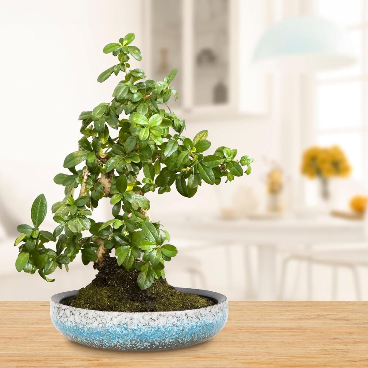 kilolfy Happy Bonsai Pot 8.5 inch Glazed Ceramic Succulent Planter Container Blue