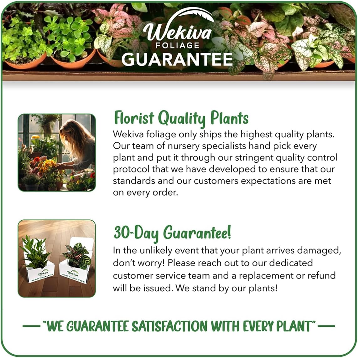 Ischia Fig Tree - 4 Live Starter Plants - Ficus Carica - Edible Fruit Tree for The Patio and Garden