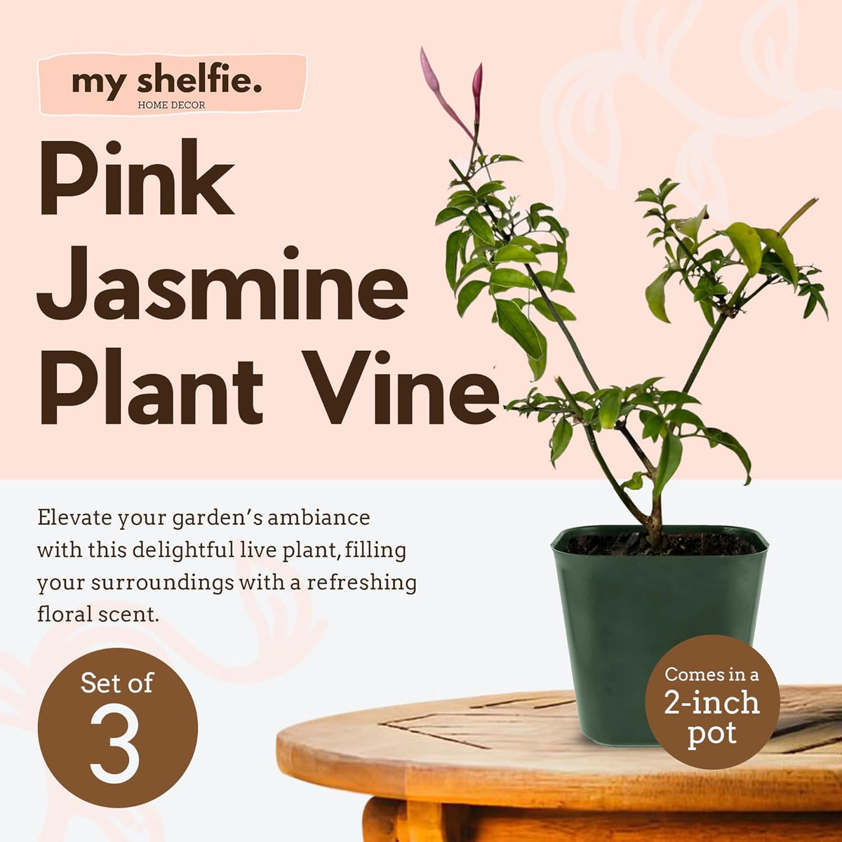 Generic Mini Pink Jasmine Vine, Fragrant and Live Houseplant, 2 Inch Pot, Jasminum Polyanthum (3)