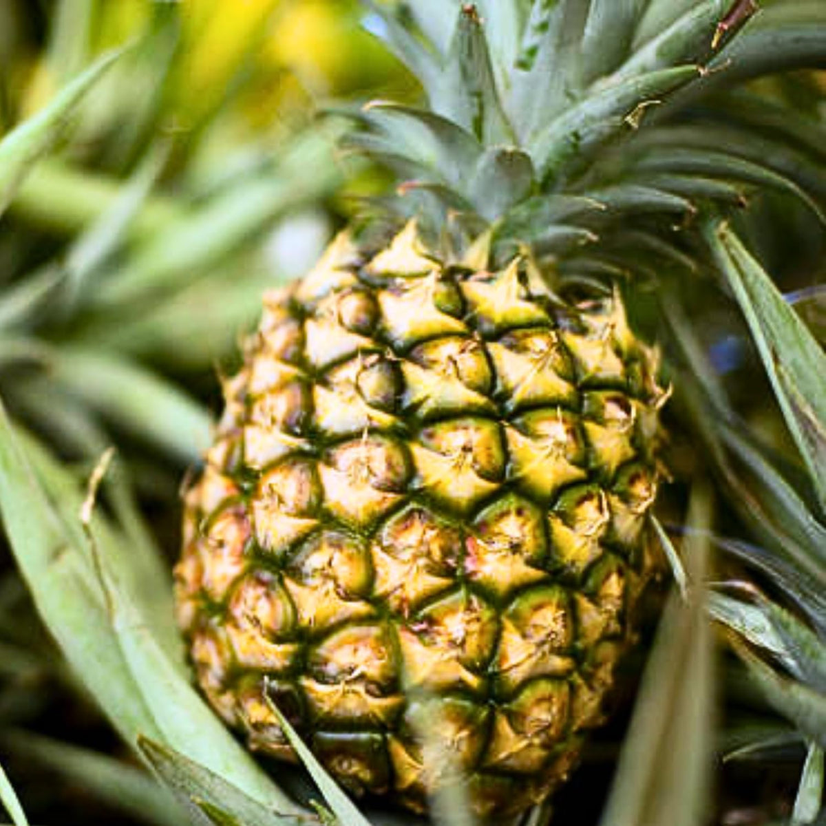 3 Sugarloaf Pineapple Plants Live, 5-9 Inch Tall, Tropical Pineapple Fruit Tree Seedlings for Planting