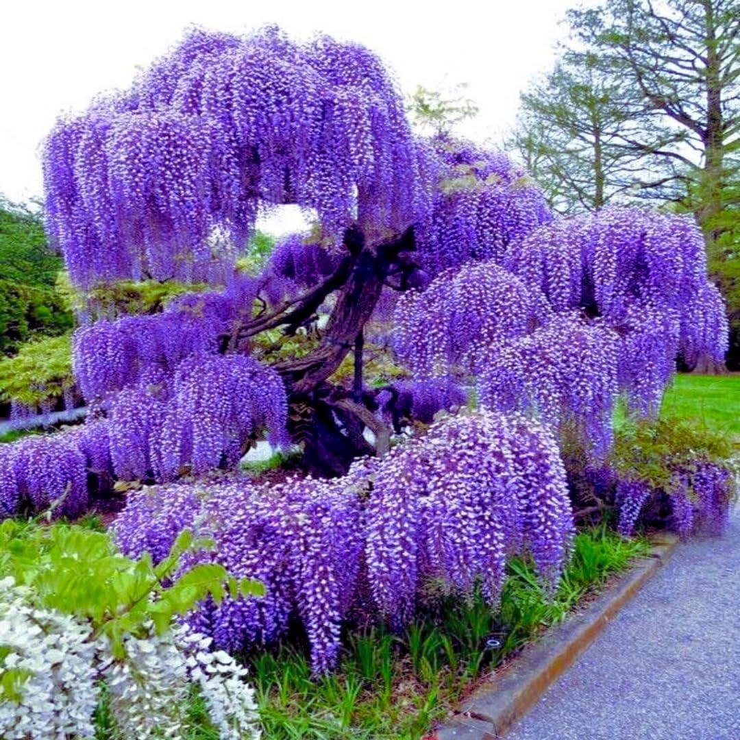Purple Wisteria Tree Plant Live, 6 to 10 Inch Tall, 2.5 Inch Pot, Wisteria Tree Live Plant, Wisteria Live Plant, Wisteria Vine Plant
