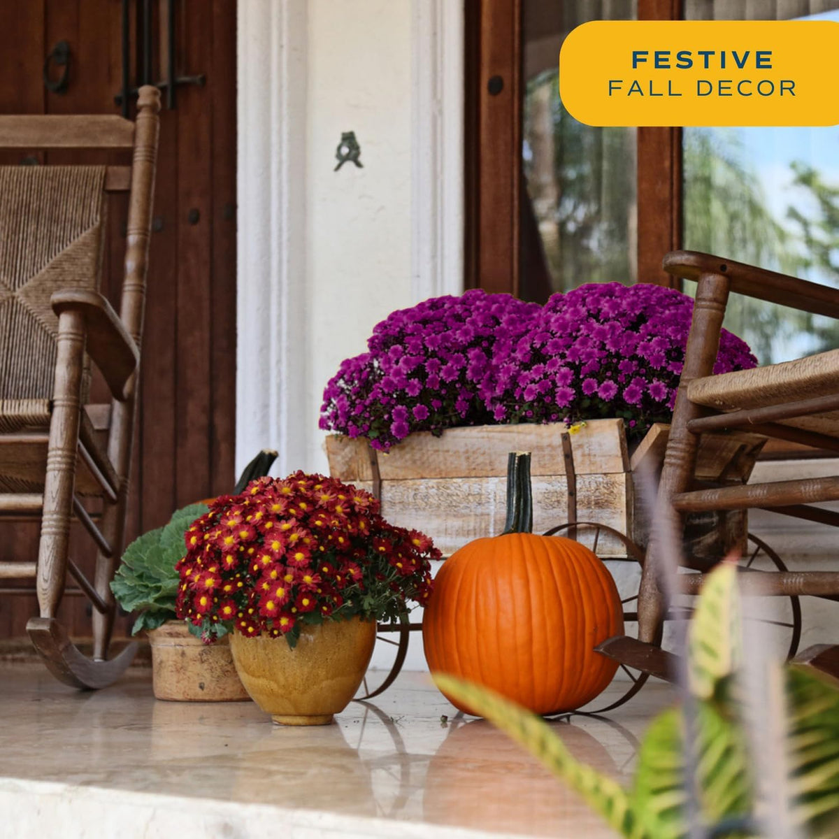 Costa Farms s Fall Mums Live Plants 2-Pack (Purple) in Grow Pots | 3 Qt. Seasonal Houseplants & Outdoor Flowers for Porch, Patio, or Garden | Ships in Bud Form for Longer Bloom