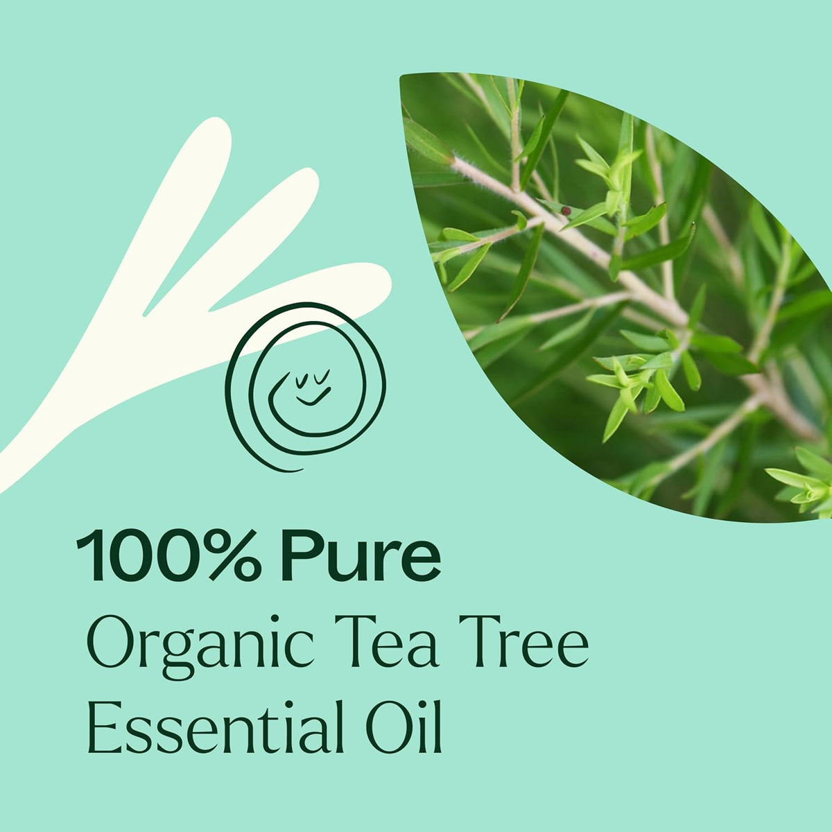 Plant Therapy Organic Tea Tree Oil (Melaleuca) 100% Pure, USDA Certified Organic, Undiluted, Natural Aromatherapy for Skin, Hair, and Toenails, Therapeutic Grade 10 mL (1/3 oz)