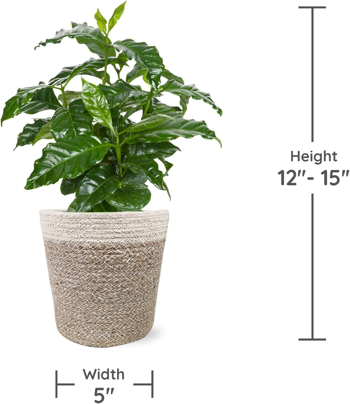 Green Circle Growers 5" Coffee Arabica in Cream Jute Pot, Live Indoor Plants, House Plant