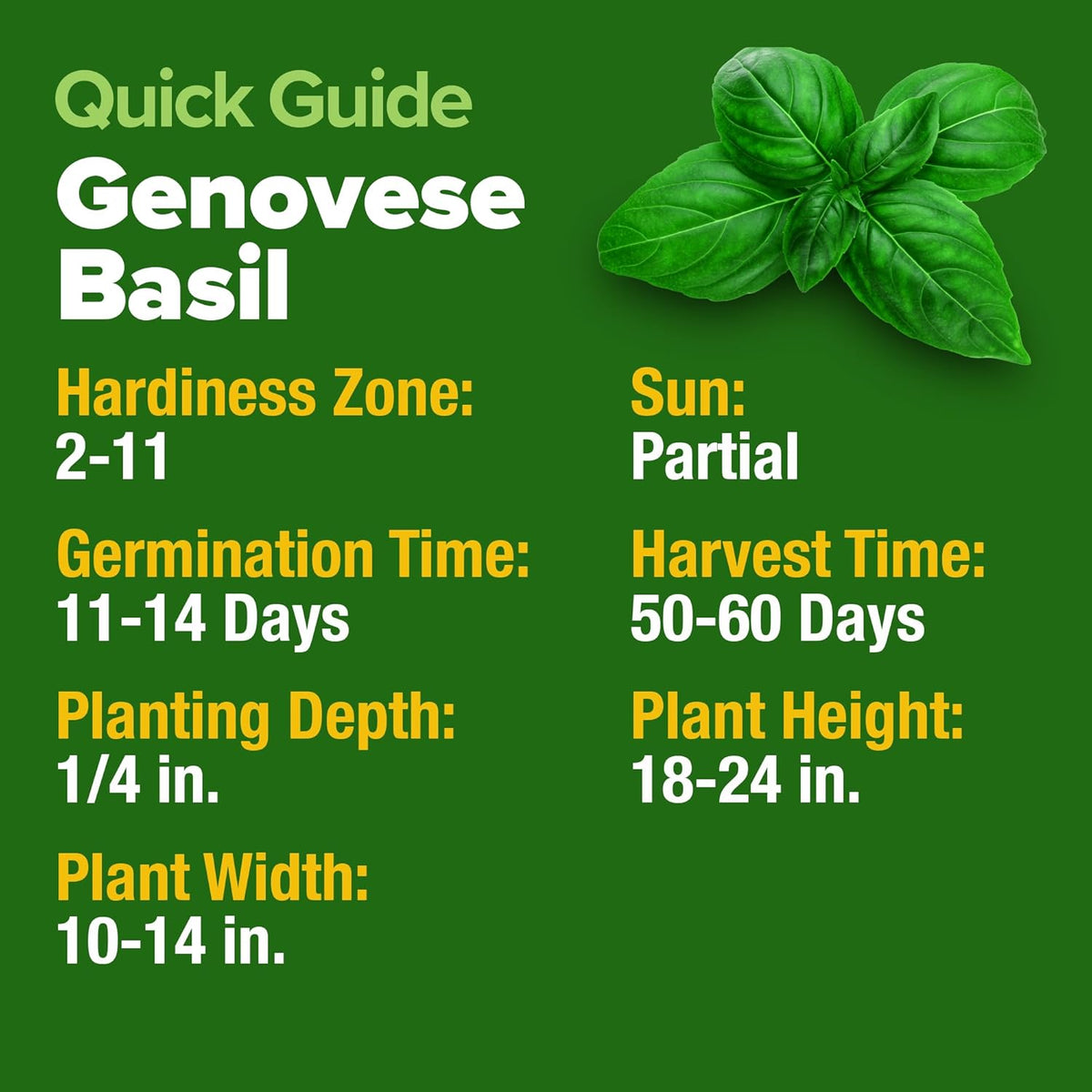 HOME GROWN 𝗨𝗦𝗔 𝗣𝗥𝗘𝗠𝗜𝗨𝗠 Genovese Basil Seeds Pack 1,750+ High Germination 𝗡𝗢𝗡-𝗚𝗠𝗢 Heirloom Seeds (Ocimum basilicum) Herb Seeds for Planting Indoor & Outdoor Gardening, for Culinary Use