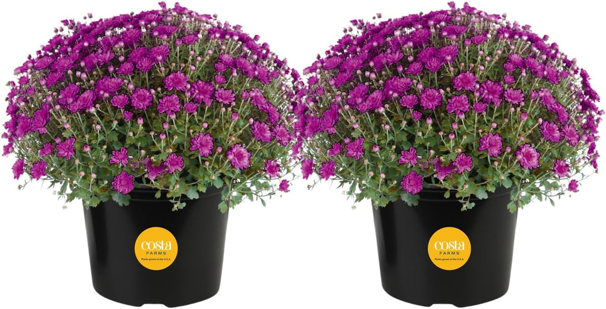 Costa Farms s Fall Mums Live Plants 2-Pack (Purple) in Grow Pots | 3 Qt. Seasonal Houseplants & Outdoor Flowers for Porch, Patio, or Garden | Ships in Bud Form for Longer Bloom