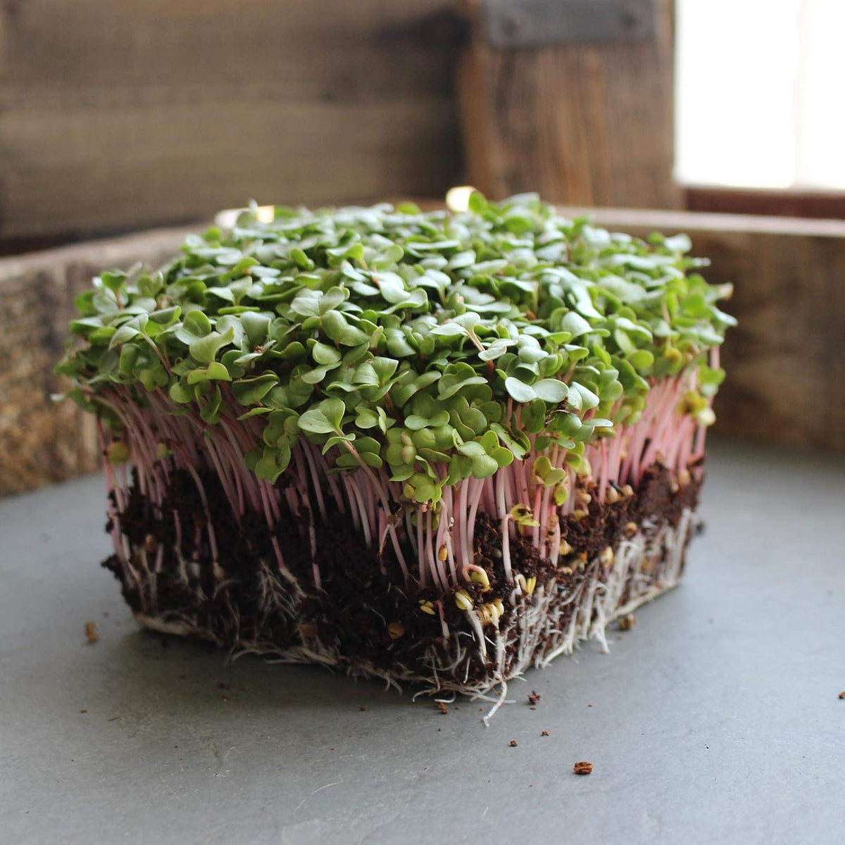 Radish Sprouting & Microgreens Seeds – Red Arrow Variety – 1 LB – Non-GMO, Heirloom – Fast-Growing, Spicy Radish Sprouts & Vibrant Micro Greens for Salads, Sandwiches, Smoothies & Indoor Gardening