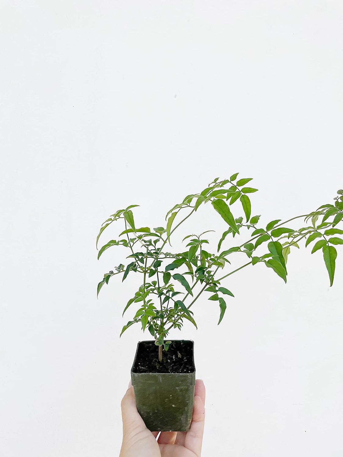 Pink Jasmine Vine Starter Plant | Jasminum Polyanthum | 2 inch Pot