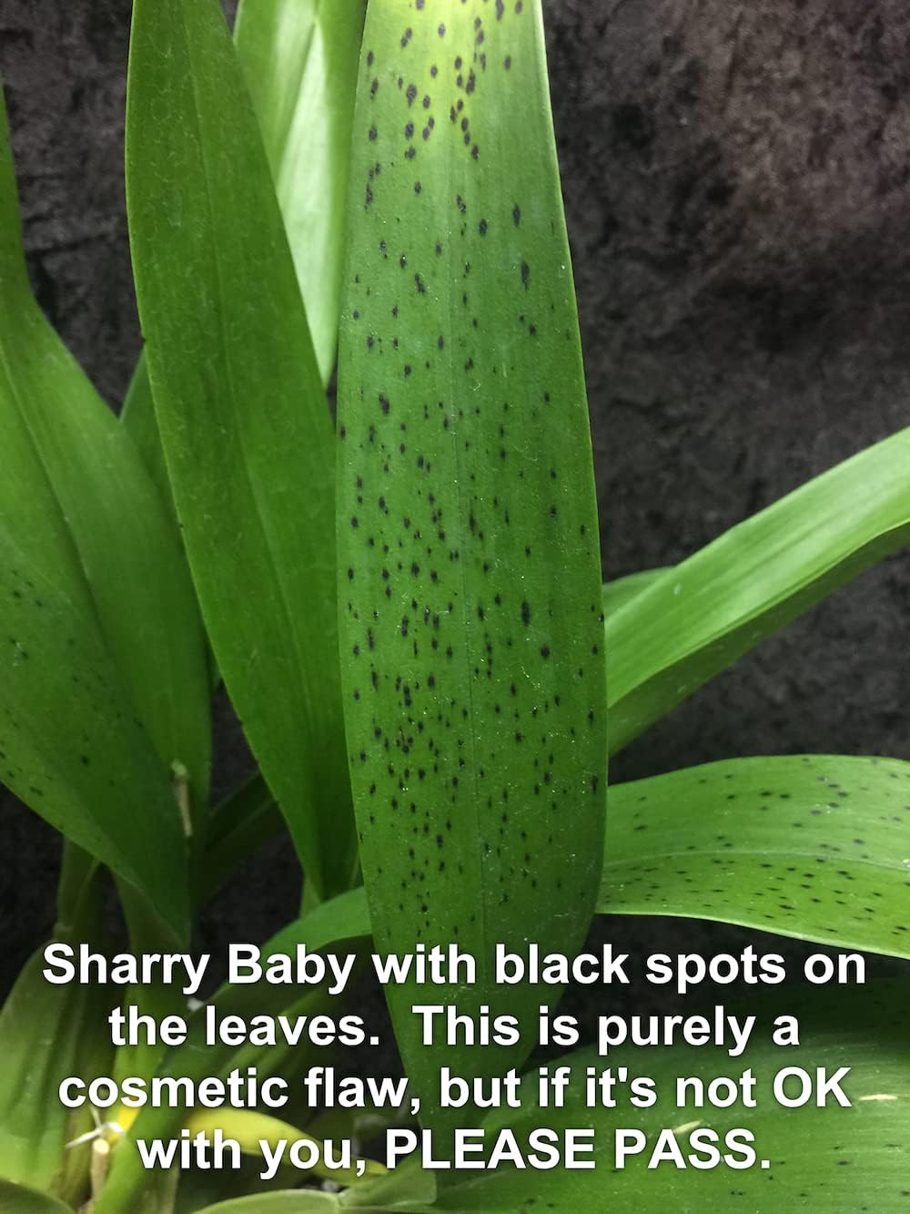 Oncidium Sharry Baby - Chocolate Fragrance Very Popular, Easy to Grow and Bloom (NOT in-Bud/Bloom When Shipped)
