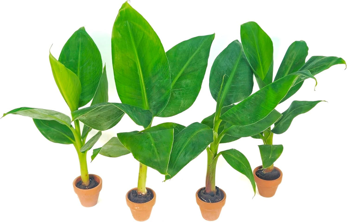 4 Live “Double Mahoi” Banana Plants – Rare Dwarf Variety, Grows 2 Bunches Per Plant – Indoor/Outdoor Edible Tropical Fruit Tree – Self-Pollinating