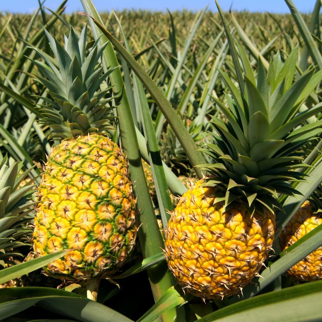 2 Sugarloaf Pineapple Plants Live Bushes Shrubs Trees for Planting Outdoor, Fragrant and Sweet Pineapple, Tropical Fruit, 5 to 7 Inces Tall, No Pot