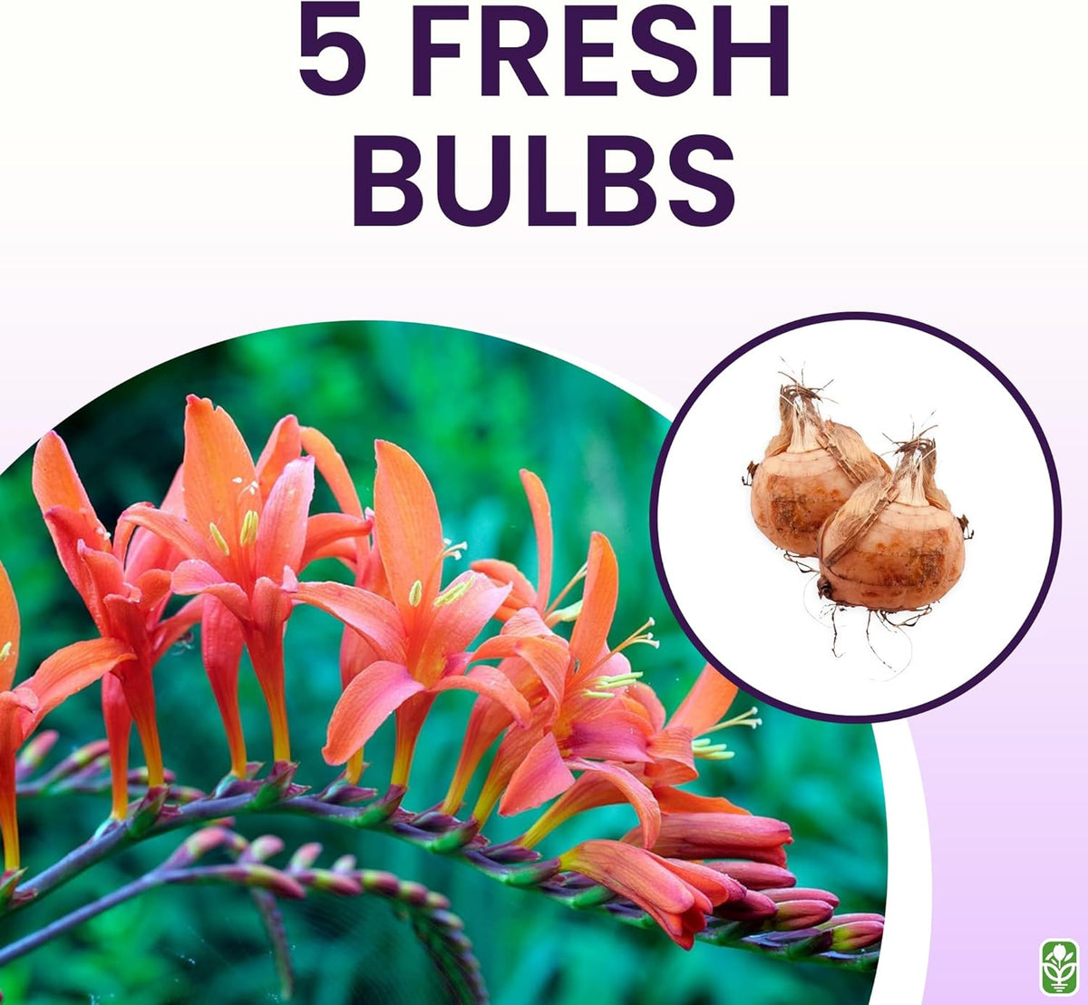 Masoniorum Crocosmia Bulbs for Planting - 5 Large Bulbs - 30-48" Flower - Perennial Bulbs for Planting Outdoors