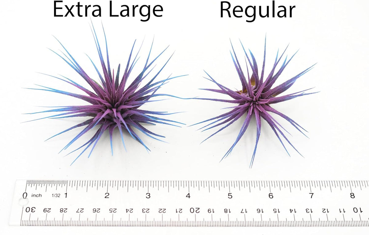 Live Extra Large Tillandsia Ionantha Guatemala Colorful Air Plant 3+ inch Enhanced Color Easy Care Indoor Outdoor Home Decor Gift Airplant by Awesome Industries (Sunrise XL)