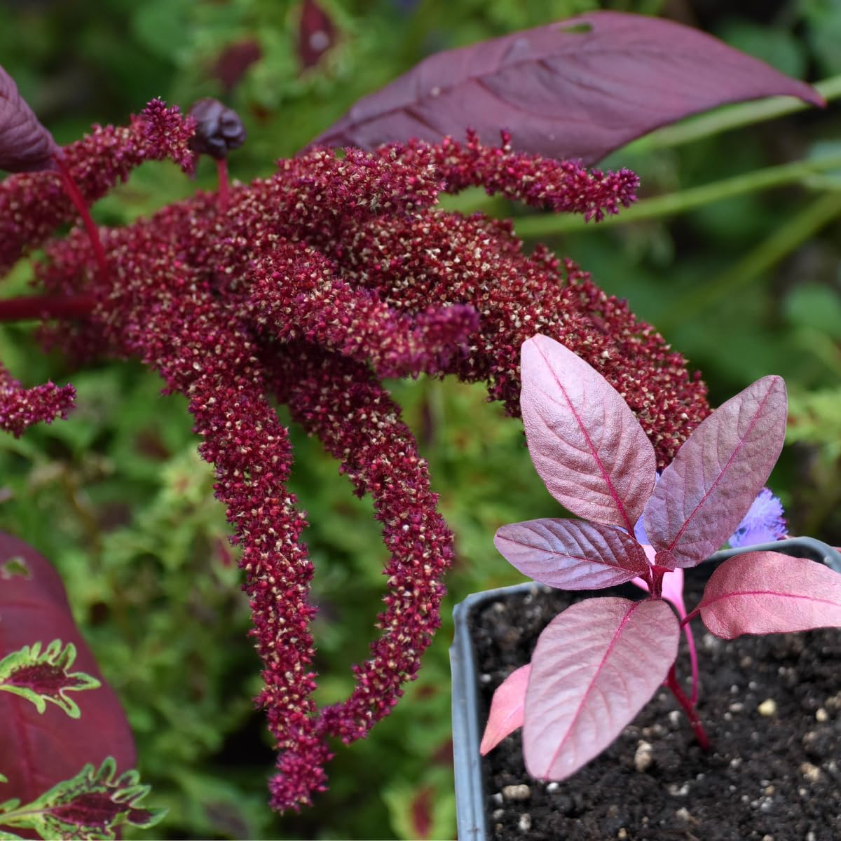 Smoke Camp Crafts Hopi Red Dye Amaranth, Organic Plant in 2.5-inch Pot, Edible Leaves, Flowering Plant for Dye Making